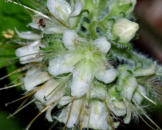 {Hydrophyllum macrophyllum}